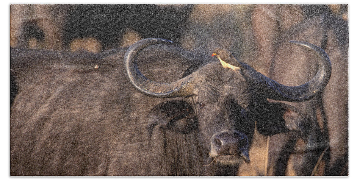 Cape Buffalo Hand Towel featuring the photograph Hitching A Ride 1 by Sandra Bronstein