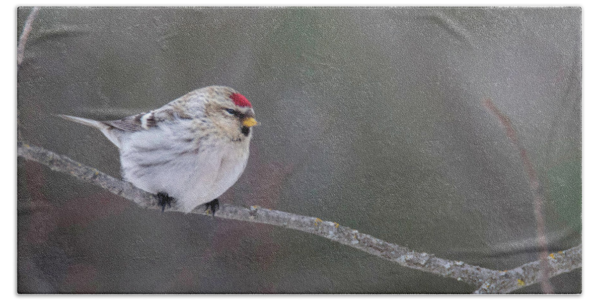 Bird Bath Towel featuring the photograph Hoary Redpoll by Brook Burling