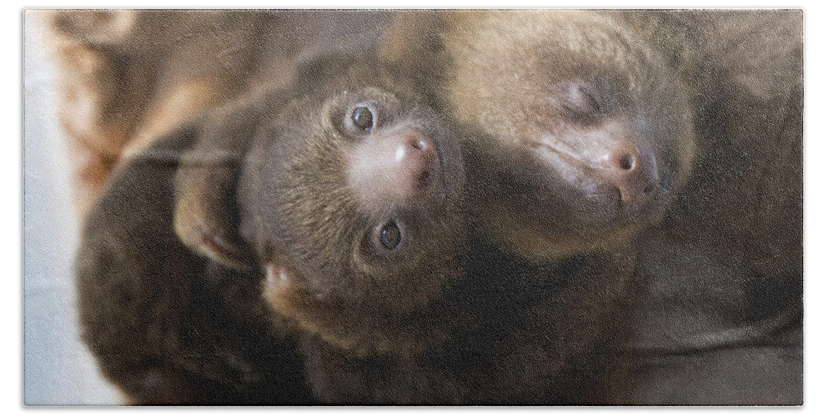 00477782 Bath Towel featuring the photograph Hoffmanns Two-toed Sloth Orphans Hugging by Suzi Eszterhas