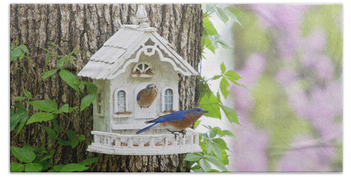 Bluebirds Hand Towel featuring the photograph Home Sweet Home by Eilish Palmer