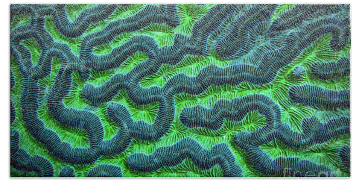 Green Brain Coral Bath Towel featuring the photograph Honduran Brain Coral by Doug Sturgess