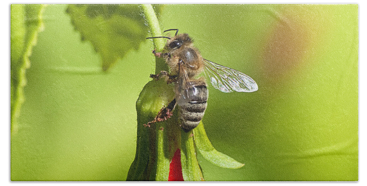 Wildlife Bath Towel featuring the photograph Honey Bee 11 by Kenneth Albin