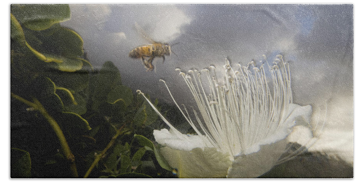 Mp Bath Towel featuring the photograph Honey Bee Apis Mellifera Approaching by Mark Moffett