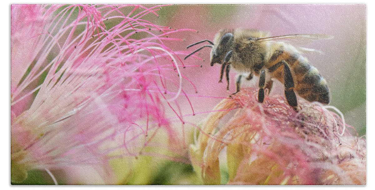Honey Bee On Mimosa Flowerhoney Bee In The Pink Bath Towel featuring the photograph Honey bee On Mimosa Flower by Mitch Shindelbower