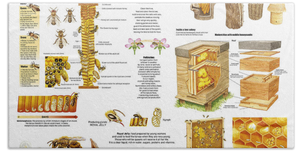 Honey Bath Towel featuring the drawing Honey Bees Infographic by Gina Dsgn
