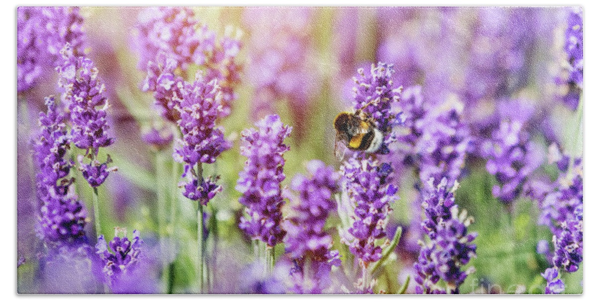 Lavender Hand Towel featuring the photograph Honeybee pollinating lavender flower field by Michal Bednarek