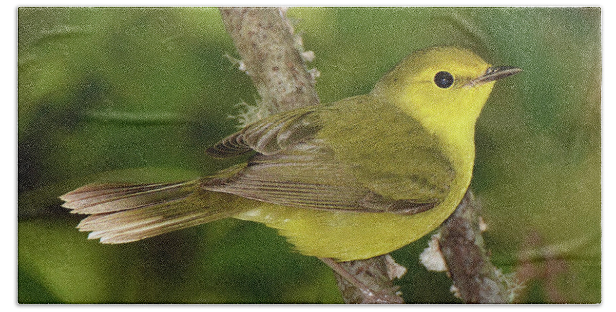 Bird Hand Towel featuring the photograph Hooded Warbler Female by Alan Lenk