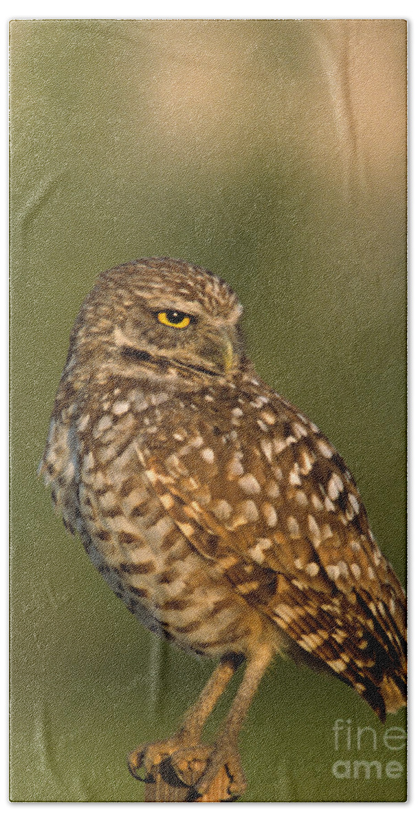 Bird Hand Towel featuring the photograph Hoot a burrowing owl portrait by John Harmon