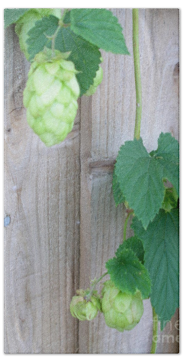 Hops Plant Hand Towel featuring the photograph Hops on Fence by Bev Conover