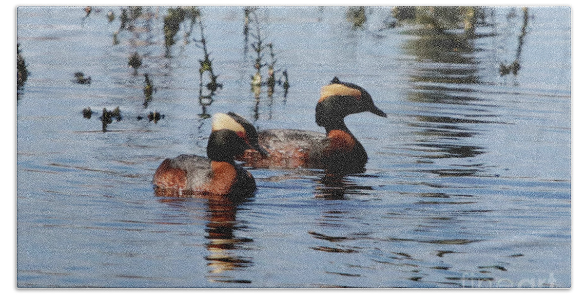 Horned Grebe Couple Bath Towel featuring the photograph Horned Grebe Couple by Alyce Taylor