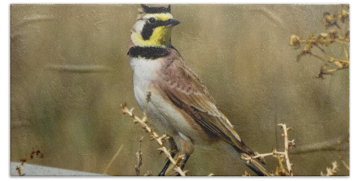 Horned Lark Hand Towel featuring the photograph Horned Lark by Mindy Musick King