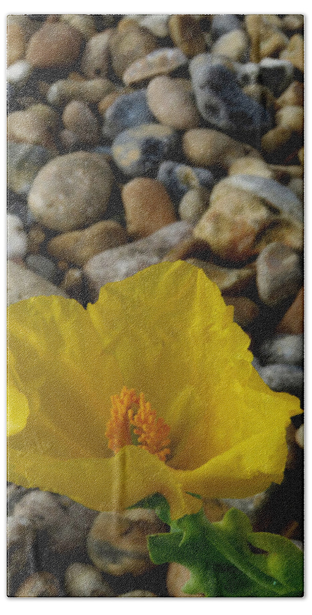 Horned Poppy Bath Towel featuring the photograph Horned Poppy and Pebbles by John Topman