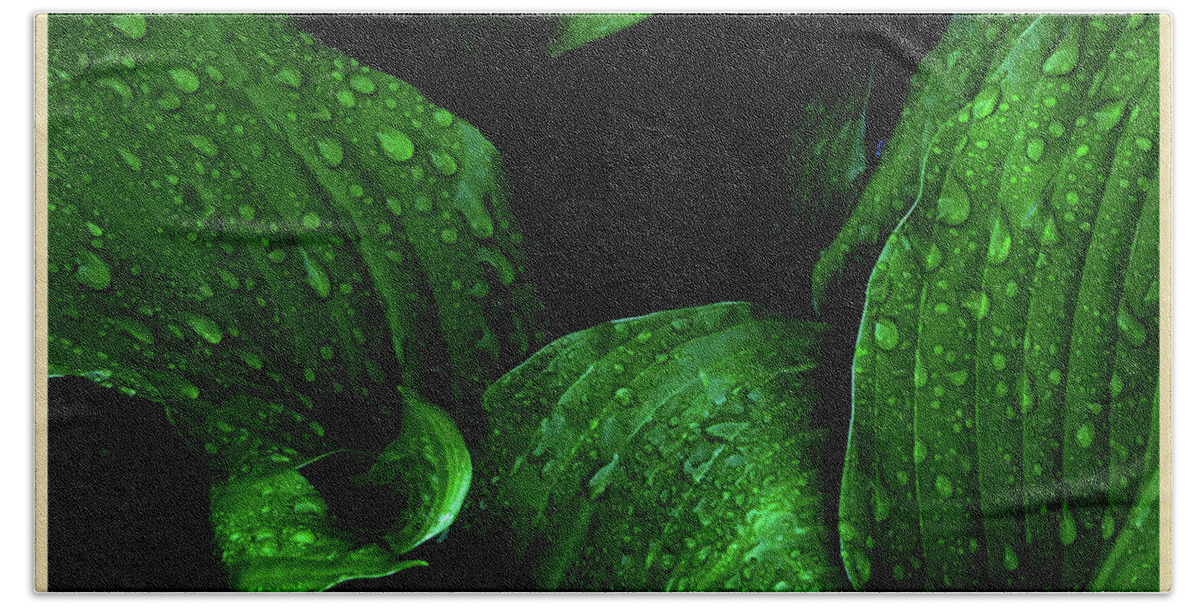 Hosta Succulent Garden Home Perennial Tuber Bulb Water Rain Formation Droplet Drop Morning Dew Fascinating Interesting Dark Background Hand Towel featuring the photograph Hostas After the Rain I by Leon DeVose