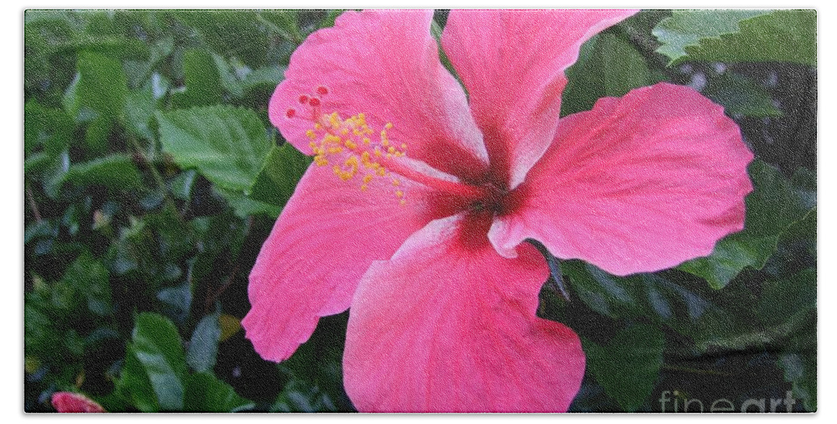 Pink Bath Towel featuring the photograph Hot Pink Hibiscus 1 by Mary Deal
