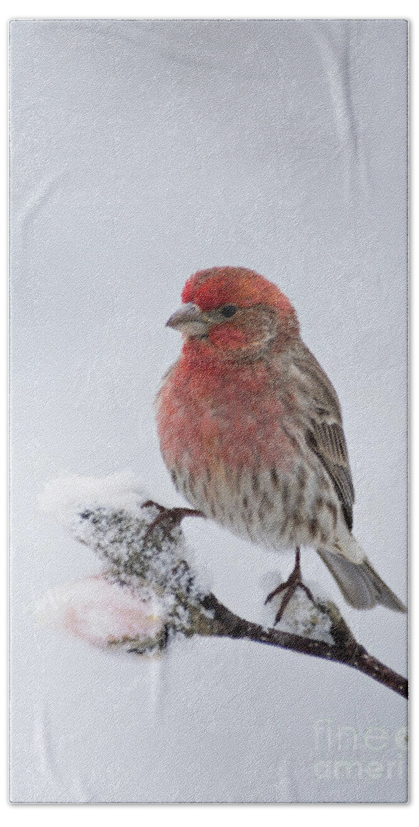 House Hand Towel featuring the photograph House Finch and Spring Snowfall - D010346 by Daniel Dempster