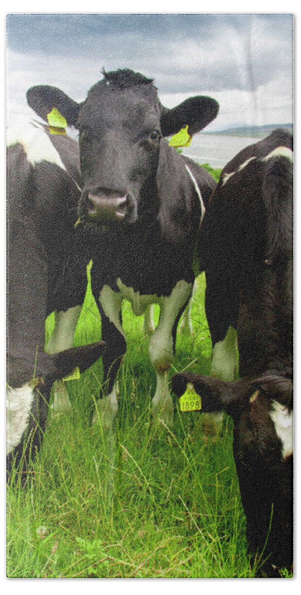 Cattle Bath Towel featuring the photograph How're Ye by Mark Callanan