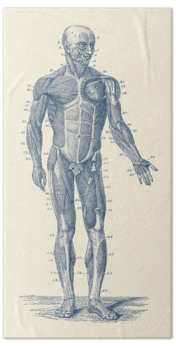 Skeleton Hand Towel featuring the drawing Human Muscle System - Vintage Anatomy Print by Vintage Anatomy Prints