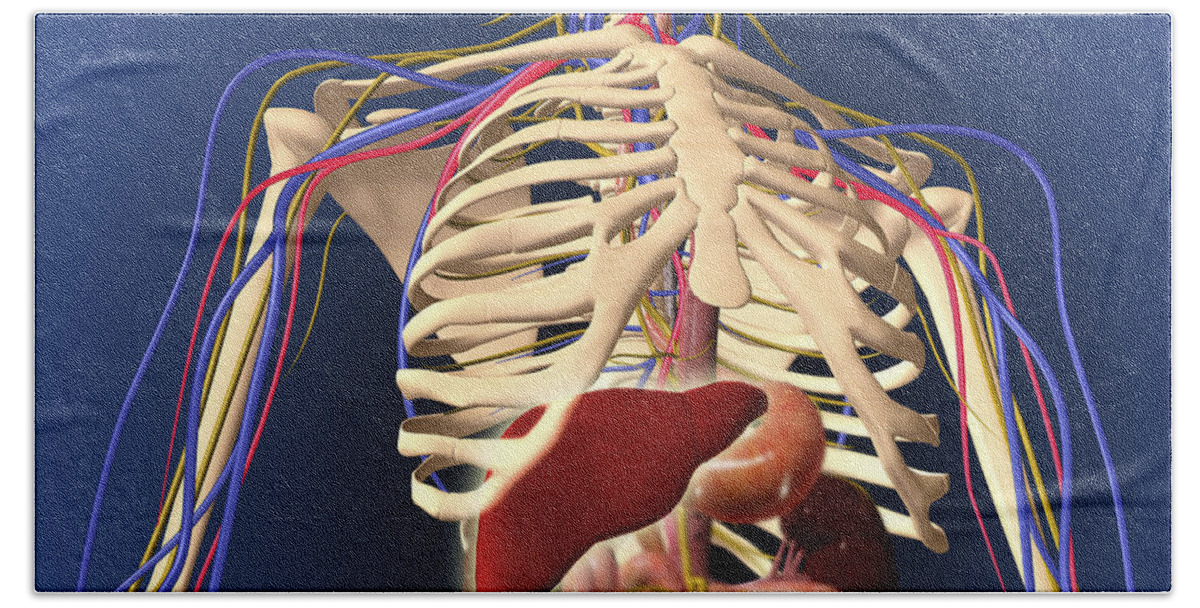 Biomedical Illustrations Bath Towel featuring the digital art Human Skeleton Showing Digestive System by Stocktrek Images