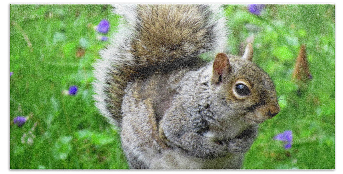Eastern Grey Squirrels Bath Towel featuring the photograph Humble Squirrel by Linda Stern