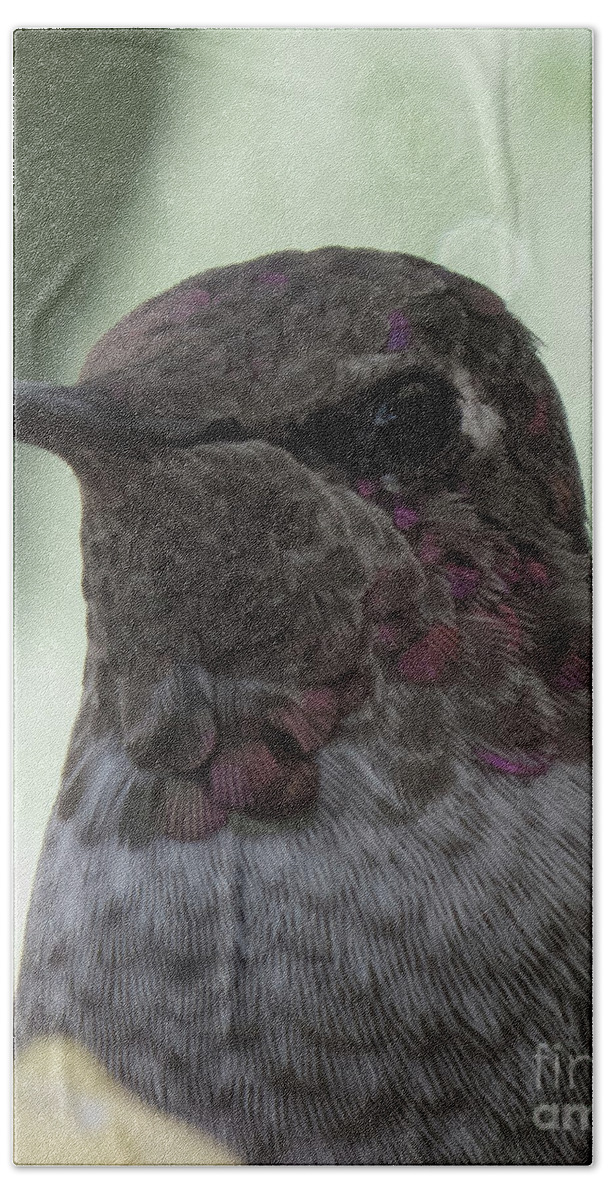 Hummingbird Bath Towel featuring the photograph Hummingbird 7 by Christy Garavetto