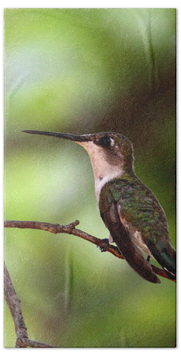 5x7 Bath Towel featuring the photograph Hummingbird - Afternoon Ruby by Travis Truelove
