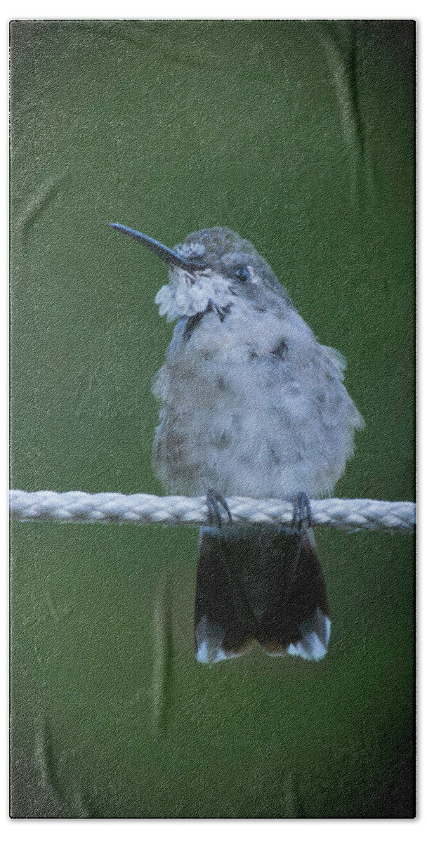 Hummingbird At Rest On A Rope Bath Towel featuring the photograph Hummingbird at rest by Kenneth Cole
