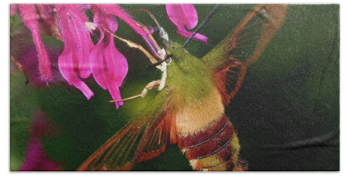 Hummingbird Moth Hand Towel featuring the photograph Hummingbird Moth by Gary Shepard