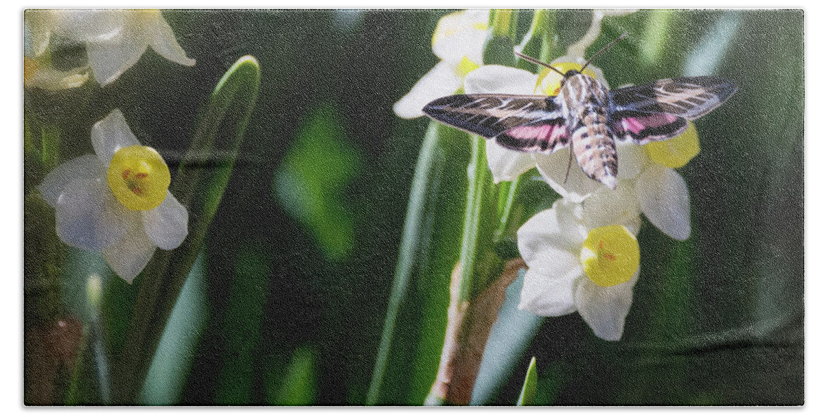 Hummingbird Moth Bath Towel featuring the photograph Hummingbird Moth on Daffodil by Saija Lehtonen