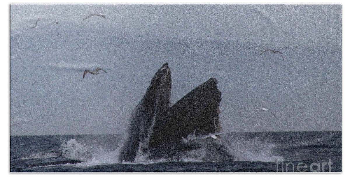 Water Bath Towel featuring the photograph Humpback by Lennie Malvone