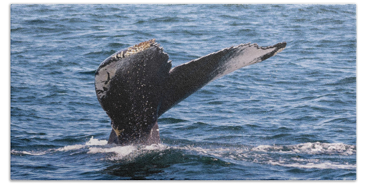 Humpback Bath Towel featuring the photograph Humpback Whale Tail 2 by Lorraine Cosgrove