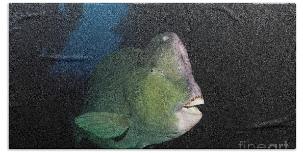Humphead Parrotfish Bath Towel featuring the photograph Humphead Parrotfish by Reinhard Dirscherl