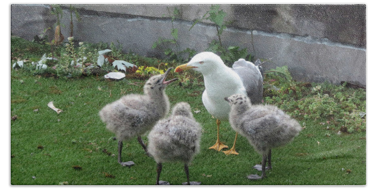 Irish Seagulls Bath Towel featuring the photograph Hungry baby seagulls by Cindy Murphy