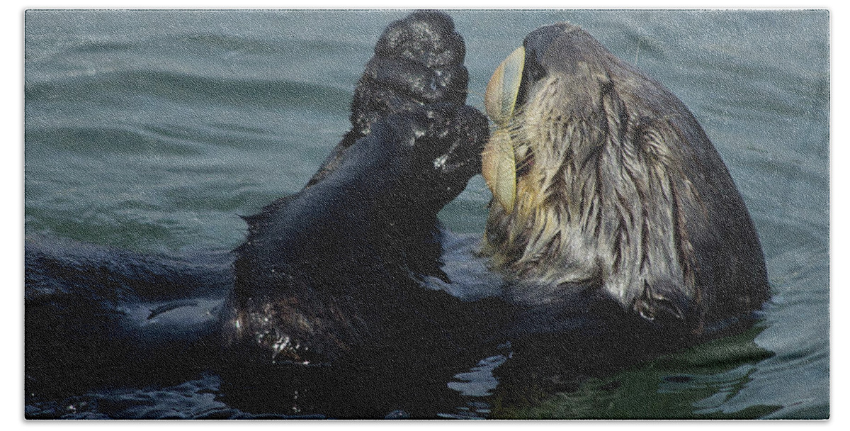 Sea Otter Bath Towel featuring the photograph Hungry Sea Otter by Morgan Wright