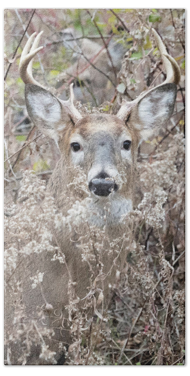 Deer Bath Towel featuring the photograph Hunters Dream by Everet Regal