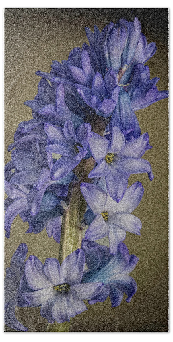 Flowers Bath Towel featuring the photograph Hyacinth by John Roach