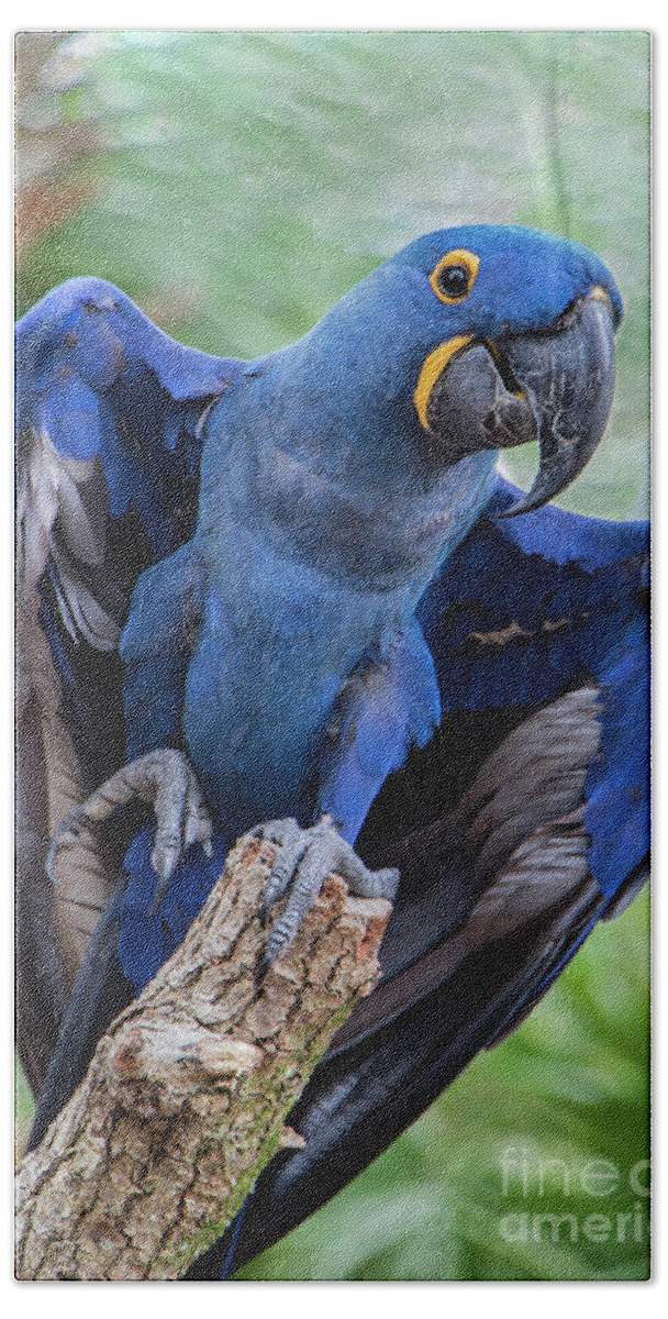 Macaw Bath Towel featuring the photograph Hyacinth Macaw by Jeff Breiman