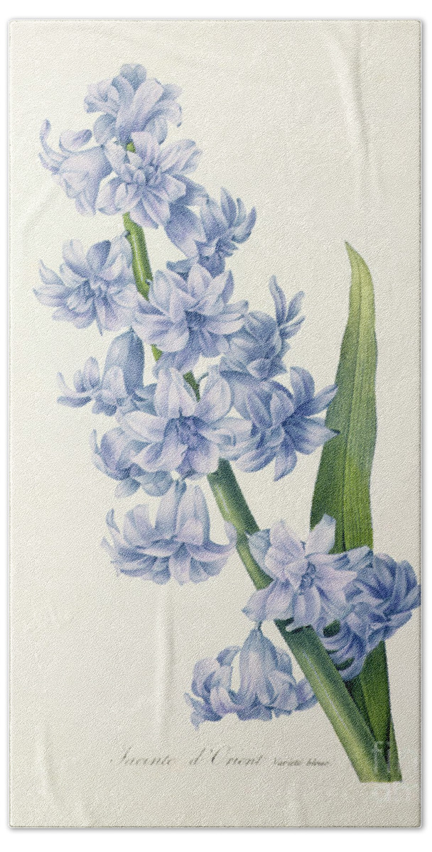 Hyacinthus Hand Towel featuring the drawing Hyacinth by Pierre Joseph Redoute