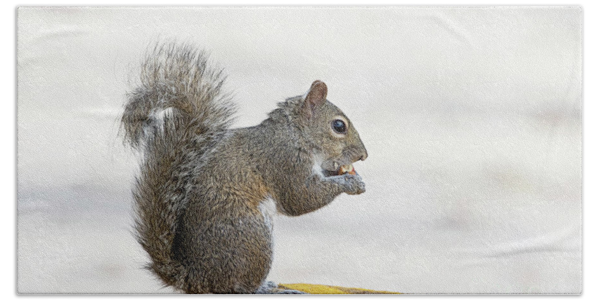 Squirrel Bath Towel featuring the photograph I Have My Nuts by Deborah Benoit