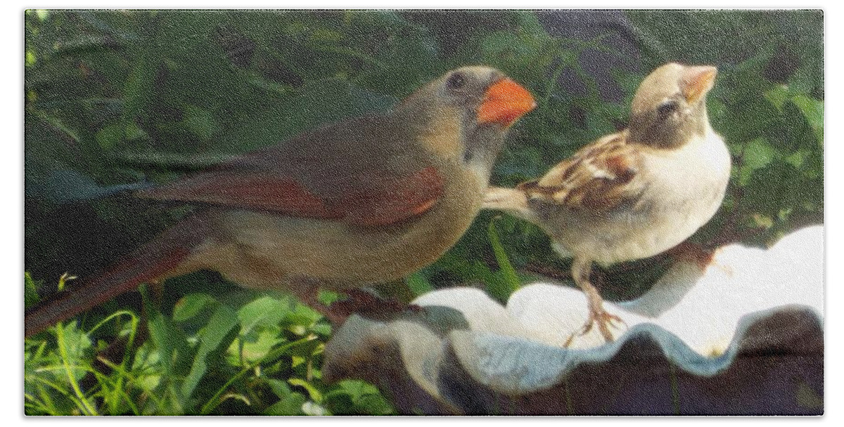 Illinois State Bird Bath Towel featuring the photograph Red Headed Bills mom ? by Michael Dillon