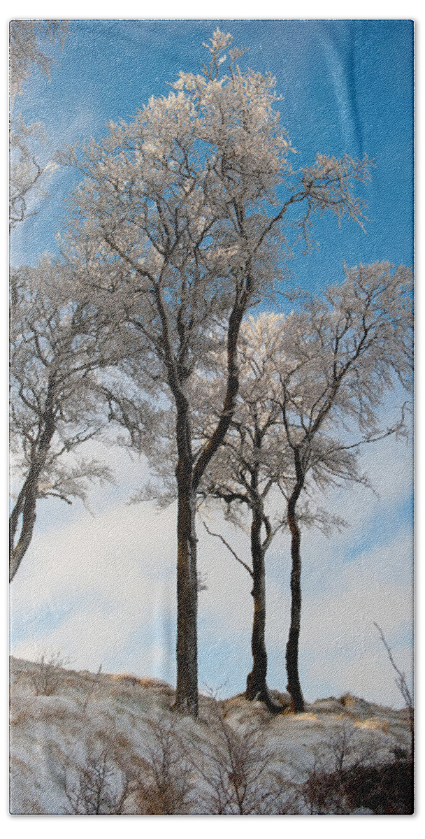 Snow Hand Towel featuring the photograph Ice Covered Trees by Helen Jackson