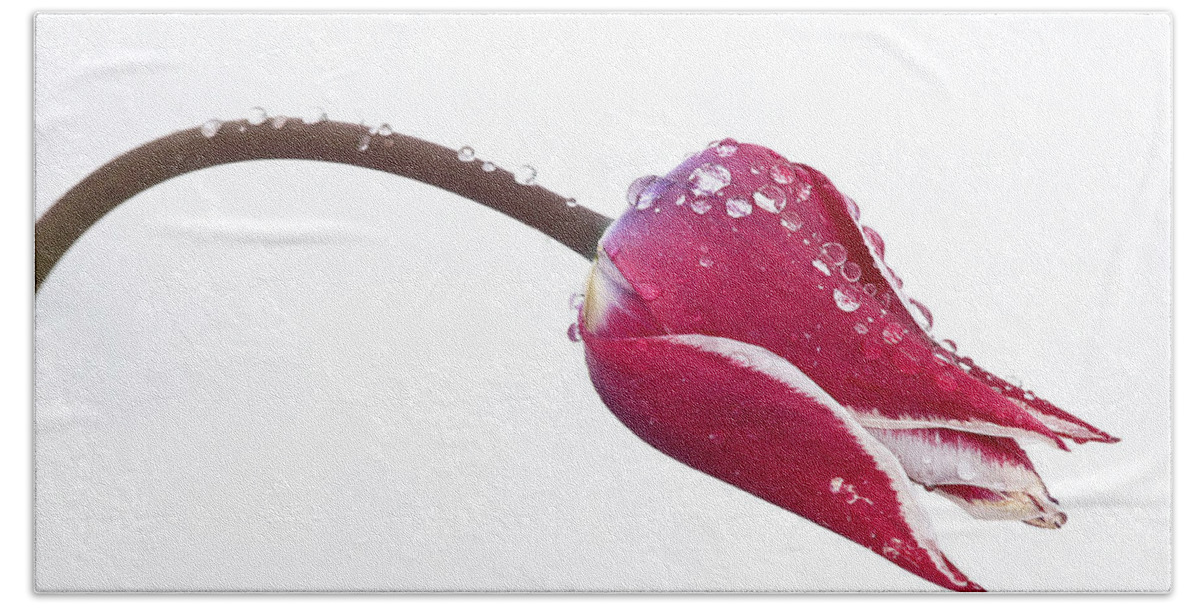 Tulips Bath Towel featuring the photograph Ice Drops On Tulip by James Steele