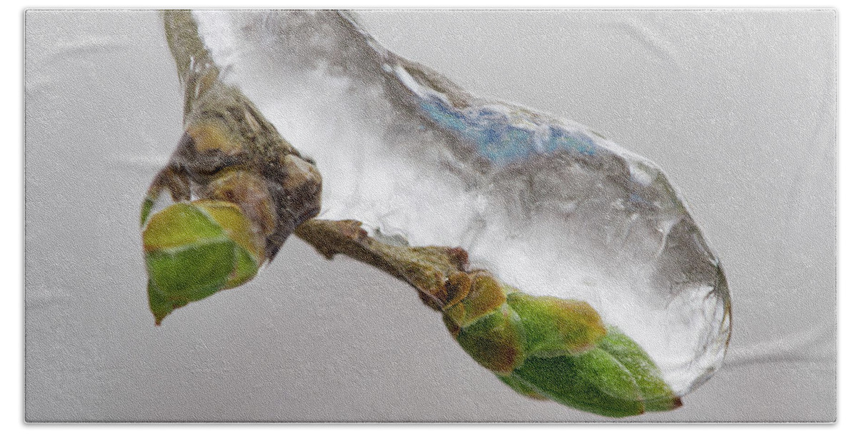 Awakening Bath Towel featuring the photograph Ice Storm buds by Jakub Sisak