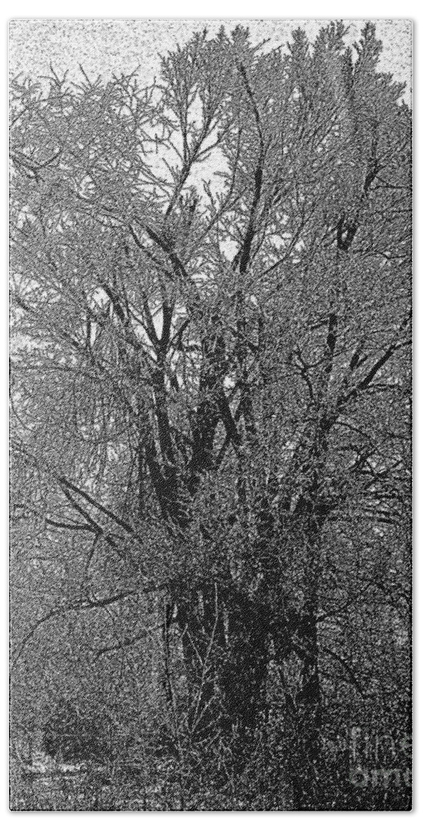 Ice Iced Tree Forest Limb Branch Cold Winter Hoarfrost Frost Outdoors Landscape Craig Walters A An The Art Artist Artistic Photo Photograph Photographic Hand Towel featuring the digital art Iced Tree by Craig Walters