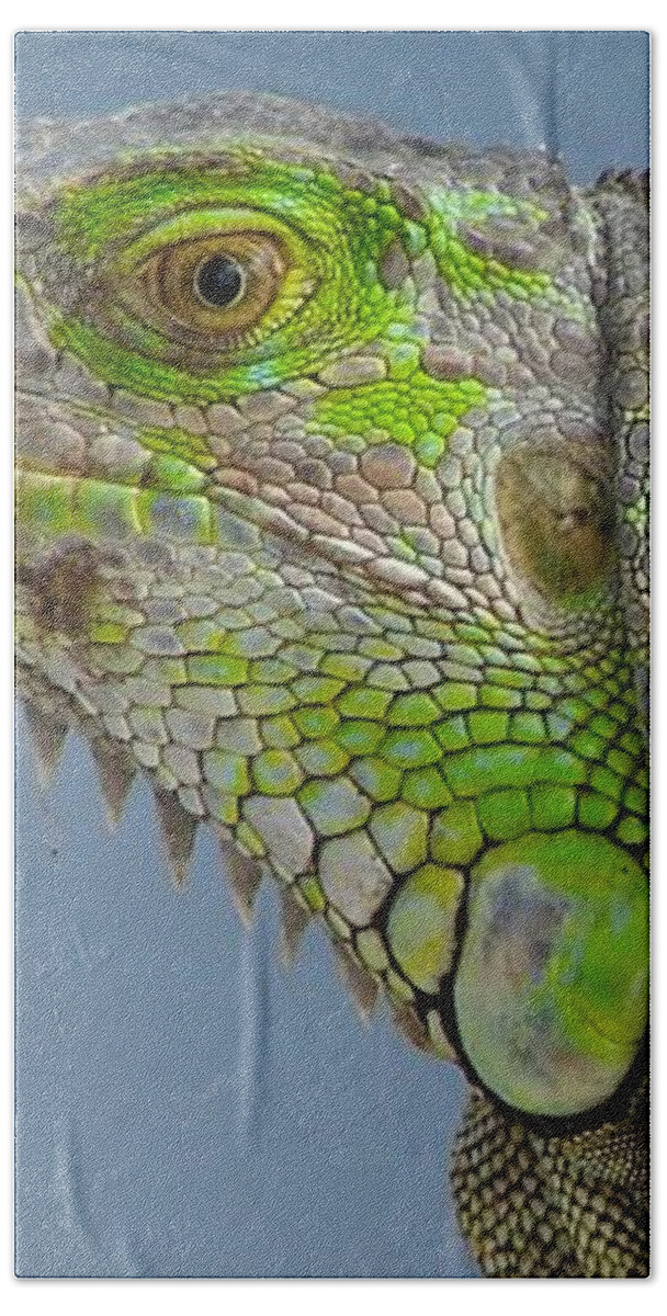 Iguana Bath Towel featuring the photograph Iguana Portrait by Carl Moore