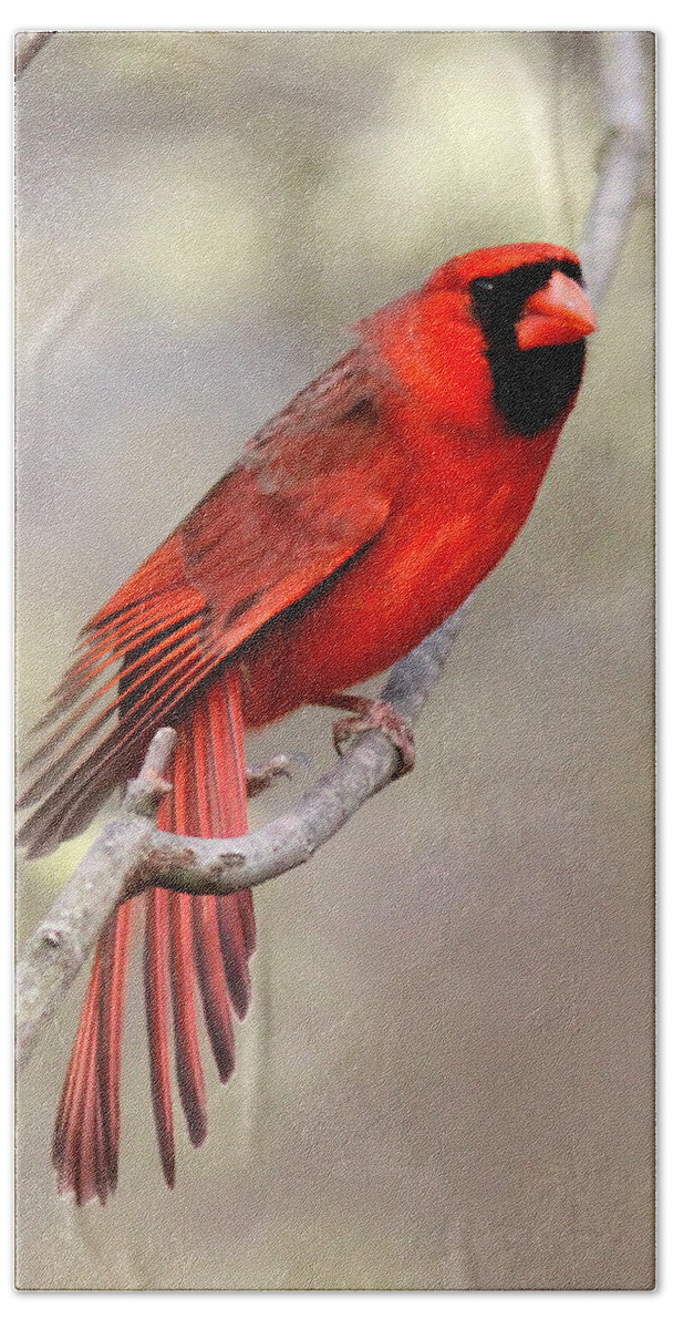 Northern Cardinal Bath Towel featuring the photograph IMG_3137-011 - Northern Cardinal by Travis Truelove