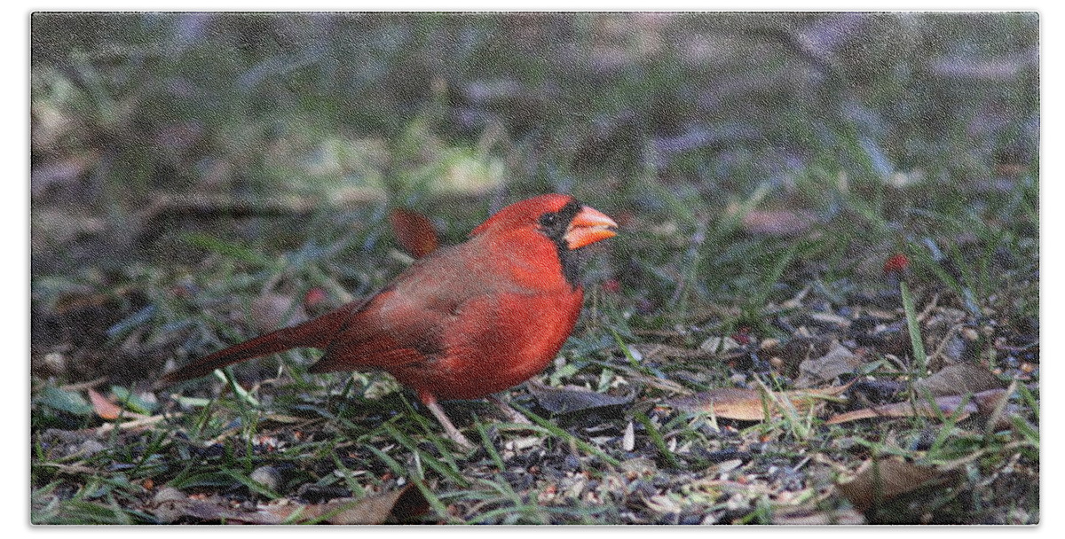 Northern Cardinal Bath Towel featuring the photograph IMG_4215-003 - Northern Cardinal by Travis Truelove