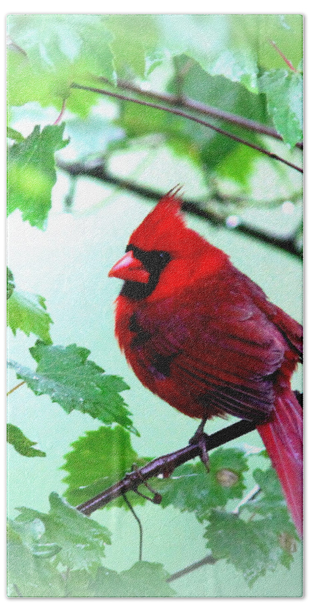 Northern Cardinal Bath Towel featuring the photograph IMG_9514 - Northern Cardinal by Travis Truelove