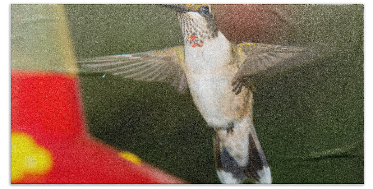 Ruby-throated Hummingbird Bath Towel featuring the photograph Immature Male Ruby-Throated Hummer by Robert L Jackson
