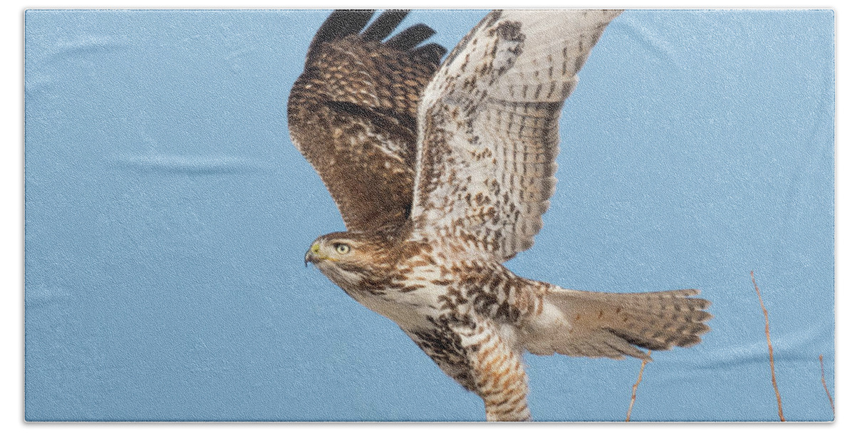 Bird Hand Towel featuring the photograph Immature Red Tailed Hawk on the Wing by Dennis Hammer