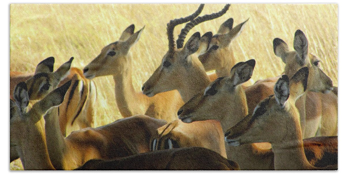 Impala Bath Towel featuring the photograph Impalas in the Plains by David Bader